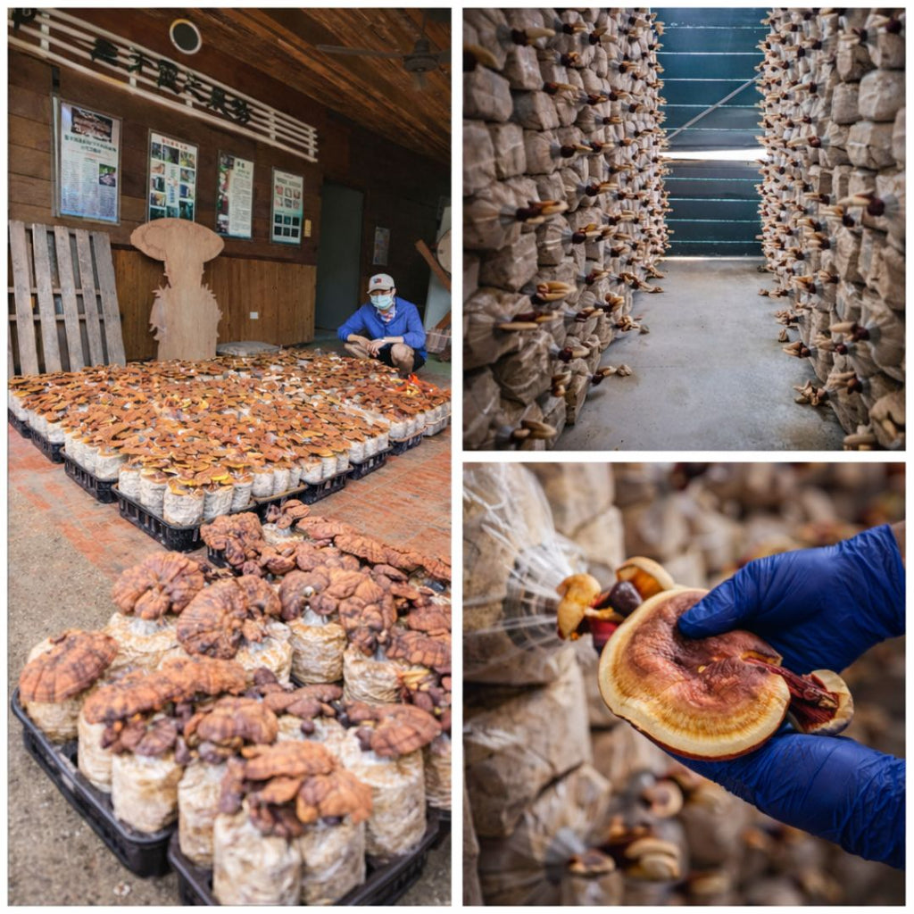 Cultivation and handling of mushrooms in Taiwan farm